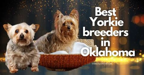 7 Best Yorkie Breeders in Oklahoma (Read This First!)