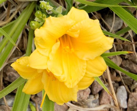 Daylilies Albuquerque NM | Plants from a front yard in Albuq… | Flickr