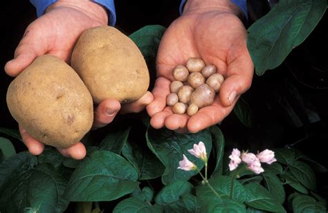 Wild Potatoes Pull Late Blight Guard Duty - Wisconsin Potato and ...