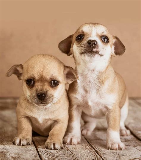 Chihuahua Names – 300 Adorable Chihuahua Dog Name Ideas