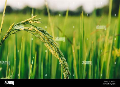 Close up of paddy rice and wallpaper by rice seed in the farm, Organic rice field with green and ...