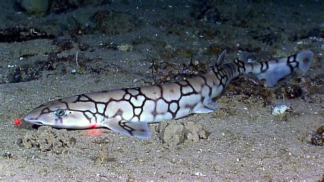 File:Scyliorhinus retifer okeanos.jpg - Wikimedia Commons