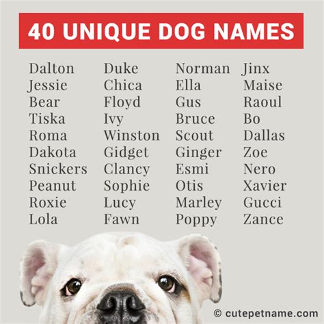 Unique Pet Names That Make Your Fur Babies Even More Special - Cute Pet ...