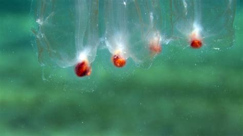 Baby Jellyfish Eggs