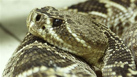 Photo guide to the six venomous snakes in Florida | wtsp.com