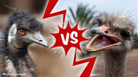 Differential Facts About Emu vs. Ostrich