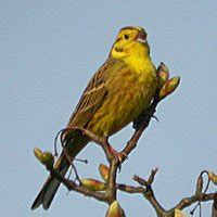 Yellowhammer Facts - Yellowhammer Information : Twootz.com