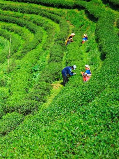 7 Best Assam Tea Plantations To Explore | One In The Orange Jacket