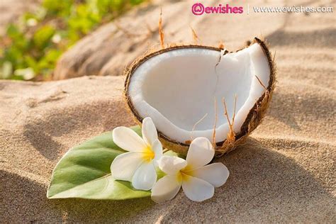 World Coconut Day 2024: Quotes, Wishes, Pictures, Facts & How to ...