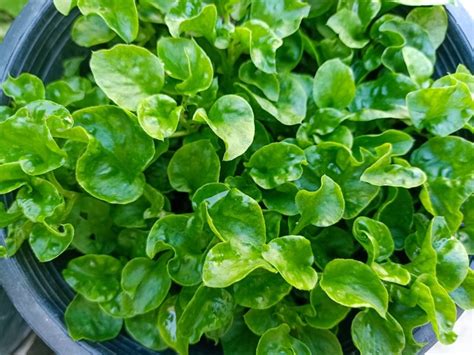 Potted Watercress Plants - Tips For Growing Watercress In Containers