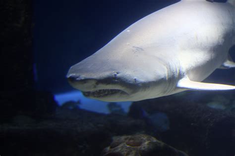 The Shark and His Teeth | Wild Westhampton