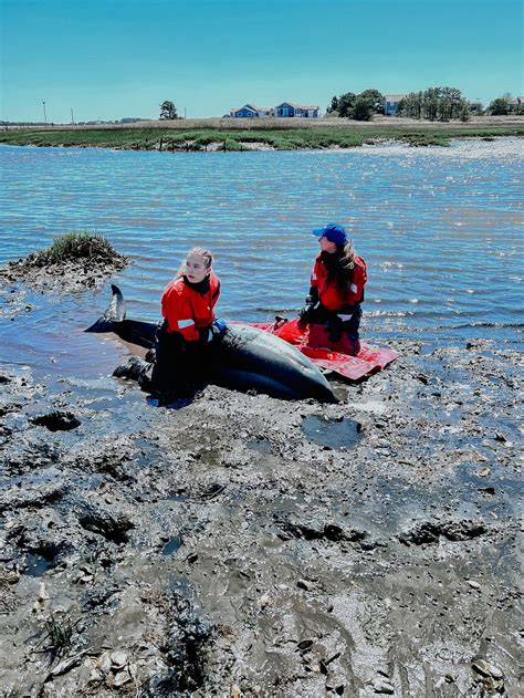 9 dolphins rescued from shallow Cape Cod harbors, shorelines over 2 ...