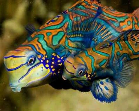 Animals | Mandarin fish, Ocean creatures, Salt water fish