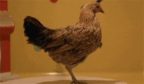 chickens | GIF | PrimoGIF