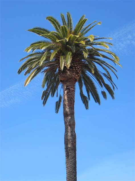 File:Stanford University Quad Palm Tree.JPG - Wikimedia Commons