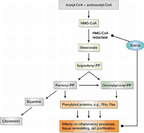 Schematic illustration of the cholesterol biosynthetic pathway. Sites... | Download Scientific ...