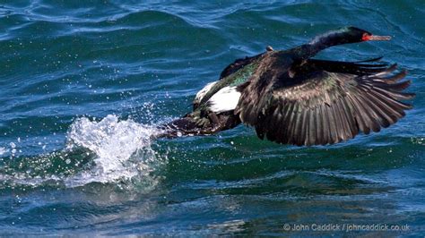 Pelagic Cormorant adult in breeding plumage - John Caddick | John Caddick