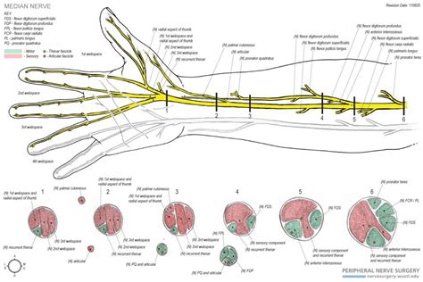 Median Nerve | Peripheral Nerve Surgery | Washington University in St. Louis