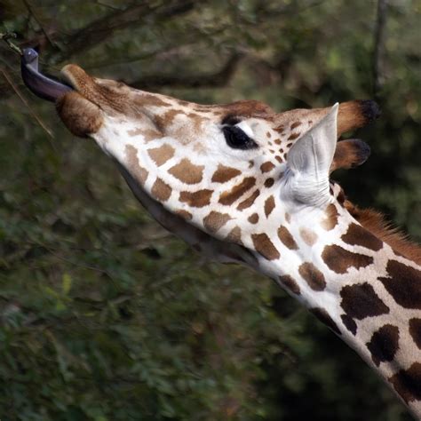 Giraffe feeding | Tony Emmett | Flickr