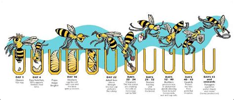 The Honey Bee Life Cycle ~ Beekeeping I Love Bees, Birds And The Bees, Honey Bee Life Cycle ...