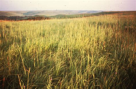 Prairie Landscape