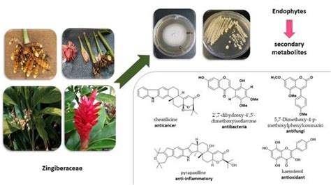 Sci. Pharm. | Free Full-Text | Secondary Metabolites of Endophytes Associated with the ...