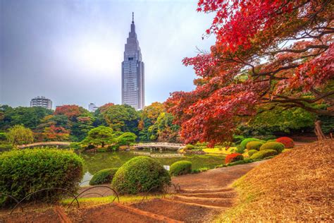 Fall in Tokyo: 10 Things To Do In 2020 - Tokyo Night Owl