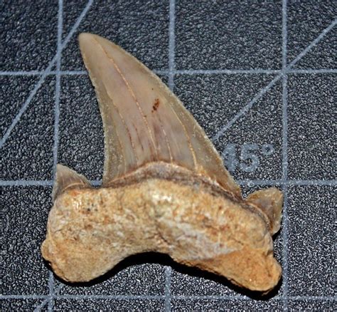 Otodus obliquus - Sharks & Rays - The Fossil Forum