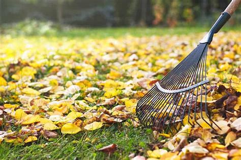 15 Different Types of Rakes and Their Uses | Trees.com