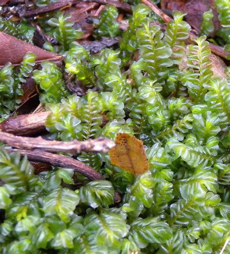 Introduction to Bryophytes | Introduction to Bryophytes