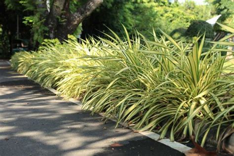 Chlorophytum comosum 'Vittatum' (Variegated Spider Plant)