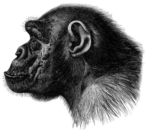 Drawing | Chimpanzee, Animal drawings, Drawings