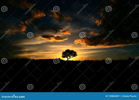 Silhouette of an Oak Tree at Sunset Stock Image - Image of landscape, tree: 192865891