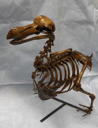 Dodo Bird Skeleton Replica - SkeletonsAndSkullsSuperstore