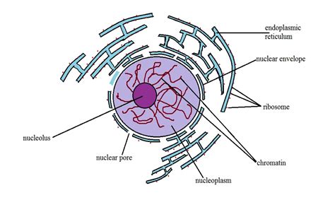 Nucleus - Definition, Structure & Function, Cellular vs Atomic Nuclei | Nuclear membrane, Cell ...