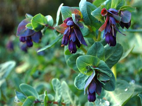 Cerinthe major 'Purpurascens' Seed