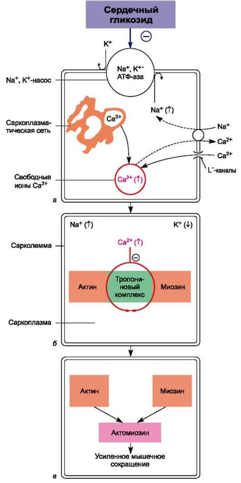 Cardiac glycosides – types, indications and contraindications