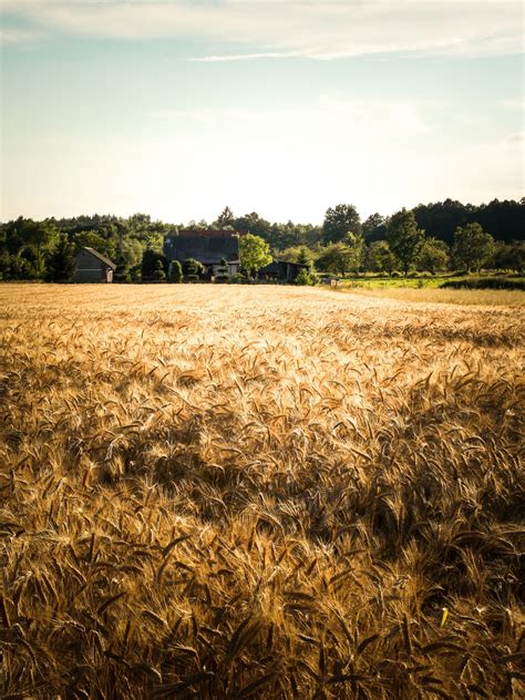 Free Images : plant, meadow, wheat, grain, prairie, food, crop, agriculture, plain, farmer ...
