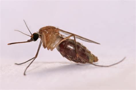 File:Anopheles gambiae Mosquito.jpg - Wikipedia