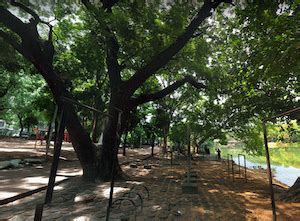 Dhanmondi Lake Paths - Great Runs