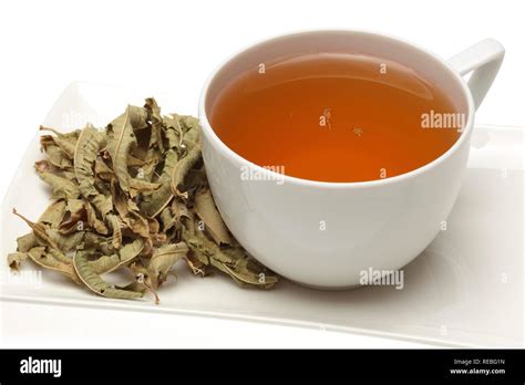 Herbal tea, medicinal tea made of common verbena, Vervain, Herb of ...