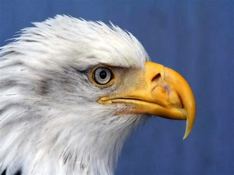 Free picture: haliaeetus, leucocephalus, bald, eagle, details, up-close ...