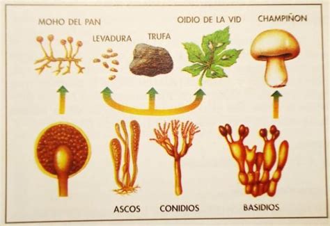 Reino FUNGI: características y ejemplos - ¡¡RESUMEN CORTO!! | Fungi ...