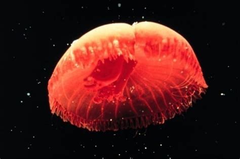 Red "Bioluminescent Jellyfish 1.5 Miles Beneath the Sea." -- Click ...