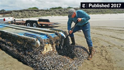 After the Tsunami, Japan’s Sea Creatures Crossed an Ocean - The New York Times