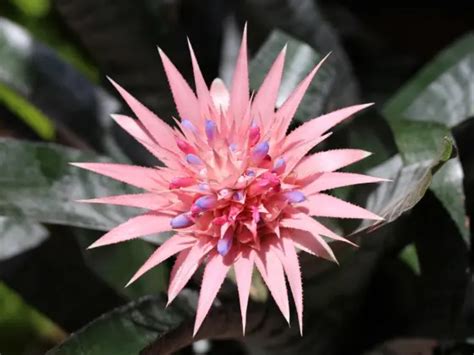 How to Water a Bromeliad — How Much, How Often, and Best Methods - The Healthy Houseplant