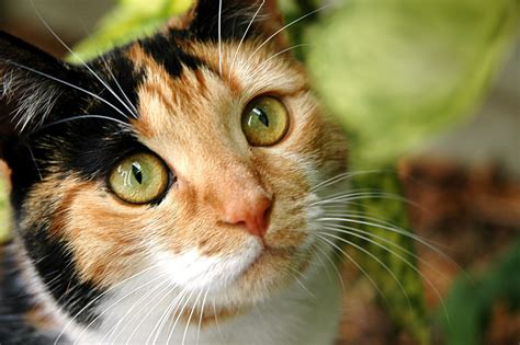 Free Calico cat outside Stock Photo - FreeImages.com