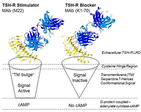 TSH-receptor structures reveal similar contacts with stimulator and ...