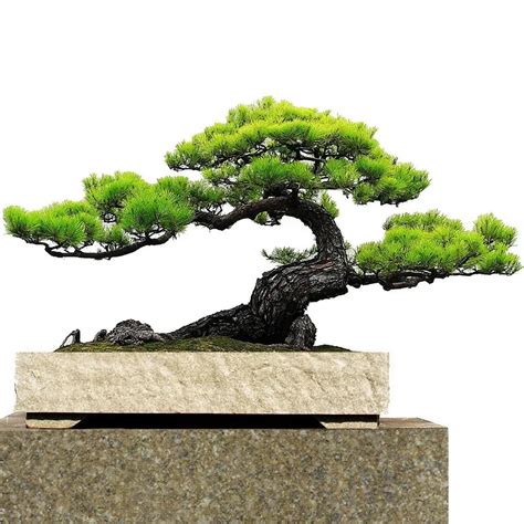 Japanese black pine seed bonsai garden interior decoration, evergreen ...