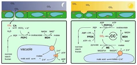 CAM Plants - Definition and Examples | Biology Dictionary